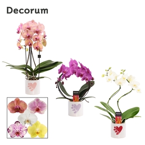 Phalaenopsis vormen mix 2 tak in Fien (Party Love-collection)