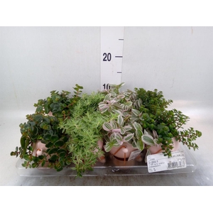 Arr. Kamerplant Groen L%