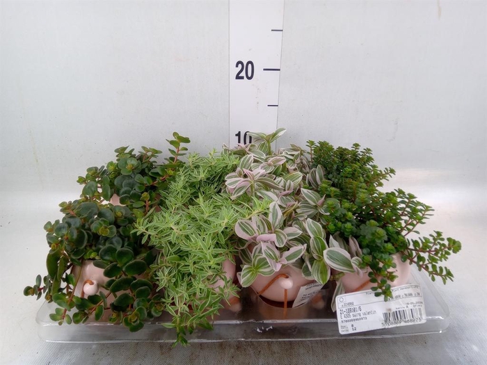 <h4>Arr.   Kamerplant Groen L%</h4>
