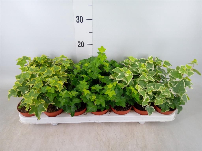 <h4>Hedera   ...mix</h4>