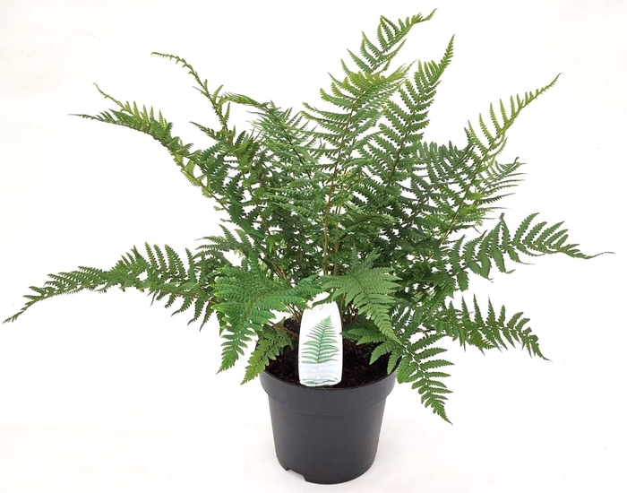 Dryopteris affinis