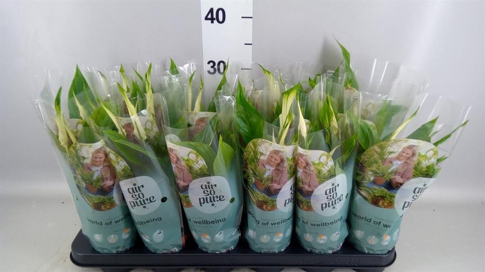 <h4>Spathiphyllum  'Chopin'</h4>