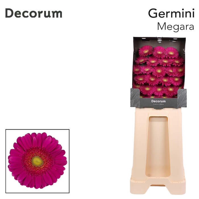 <h4>Germini Megara Diamond</h4>