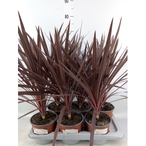 Cordyline austr. 'Red Star'
