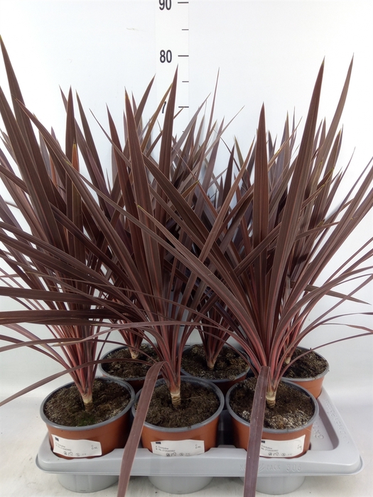 <h4>Cordyline austr. 'Red Star'</h4>