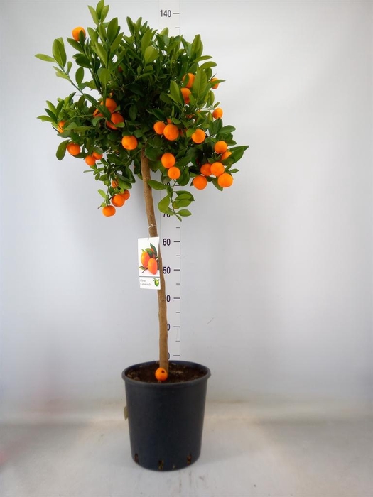 <h4>Citrus   ...</h4>