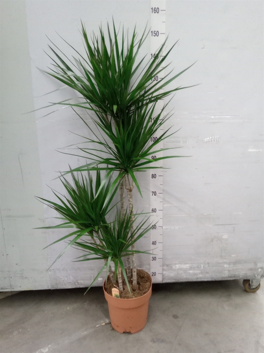 Dracaena marg.