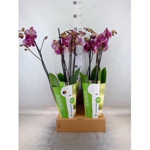 Phalaenopsis   ...red