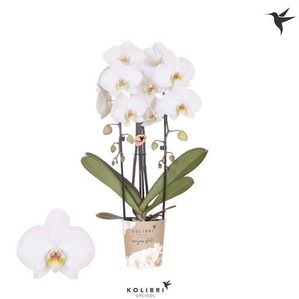 <h4>Kolibri Orchids Cascade Niagara fall Leeds 2spike</h4>