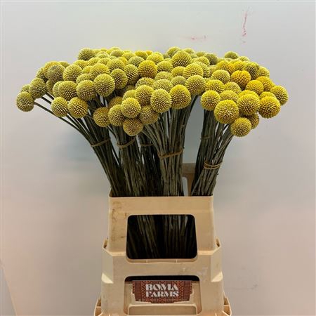 <h4>Craspedia Xtra</h4>