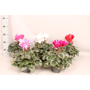 Cyclamen Super Serie XL Mix
