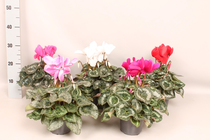 <h4>Cyclamen Super Serie XL Mix</h4>