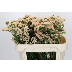 Limonium sinuatum Apricot Sun Birds