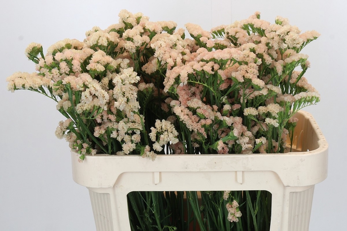<h4>Limonium sinuatum Apricot Sun Birds</h4>
