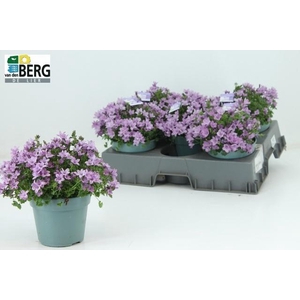 CAMP PORTENSCHLAGIAN