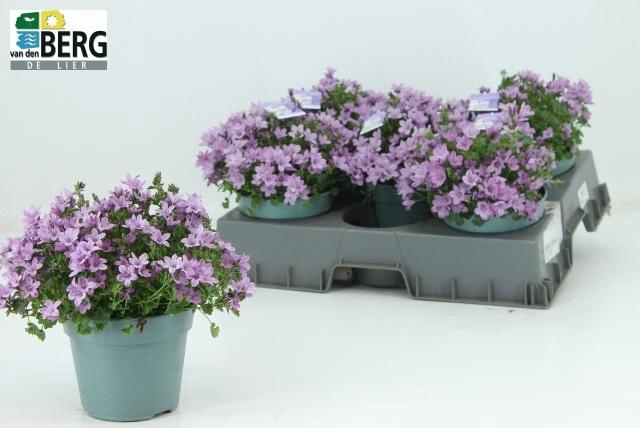 <h4>CAMP PORTENSCHLAGIAN</h4>