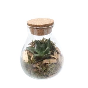 GKS10 Mini glass bowl + Kurk H12 Gasteria