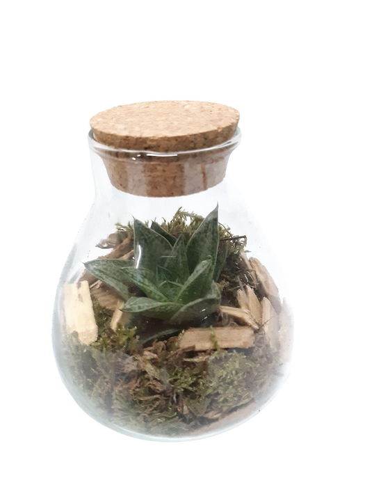 <h4>GKS10 Mini glass bowl + Kurk H12 Gasteria</h4>