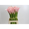 Zantedeschia Eydolls Pink