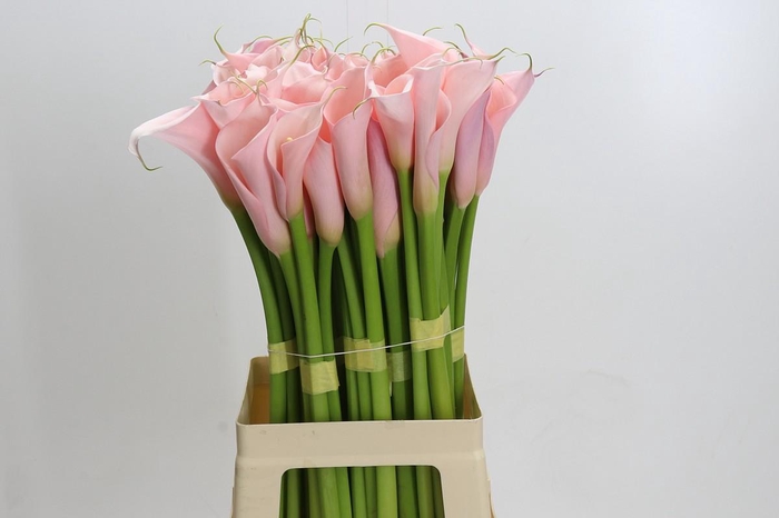Zantedeschia Eydolls Pink