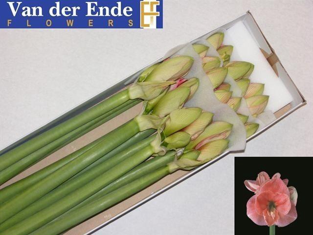 <h4>HIPP GA REVE</h4>