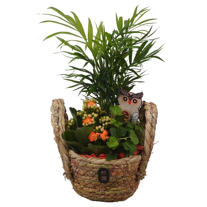 Arr.    Planten  L%