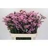 Limonium sinuatum Lucia Pink