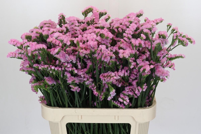 <h4>Limonium sinuatum Lucia Pink</h4>