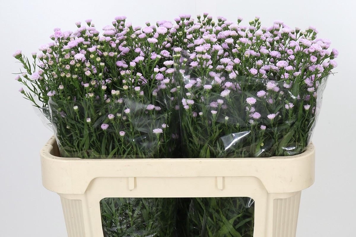 <h4>Aster Baby Pink Pearl</h4>