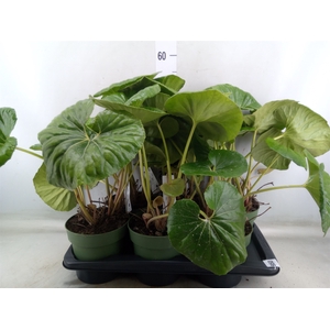 Farfugium japon. 'Wavy Gravy'