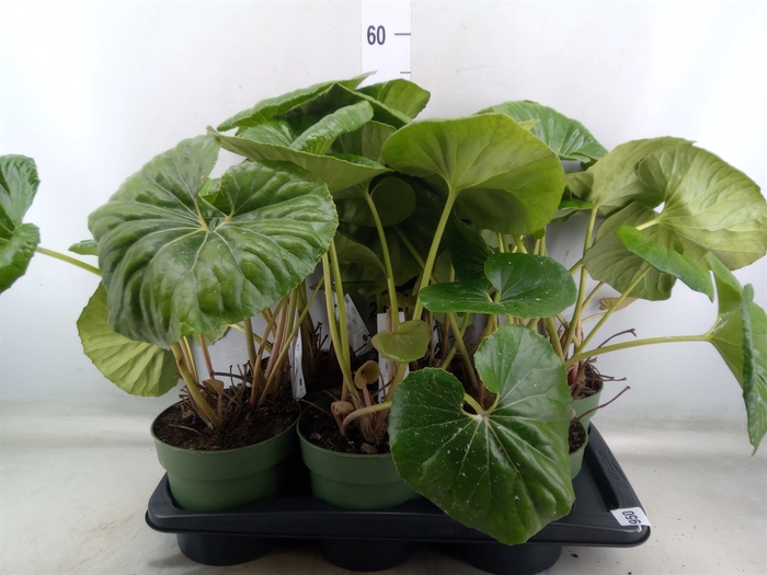 <h4>Farfugium japon. 'Wavy Gravy'</h4>