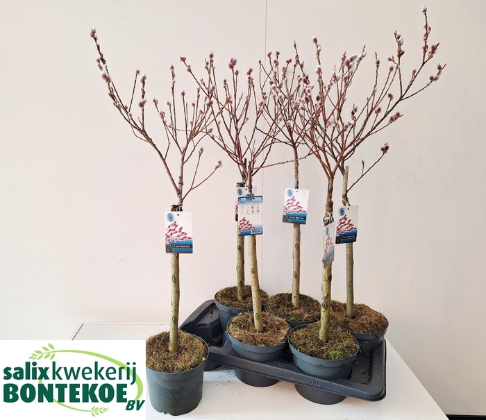 <h4>SALIX MT. ASO</h4>