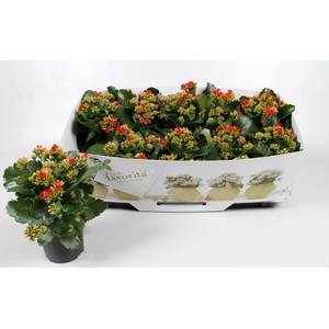 Kalanchoe