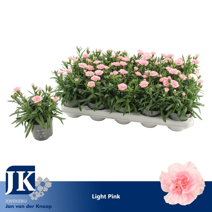 <h4>Dianthus Oscar Pink</h4>