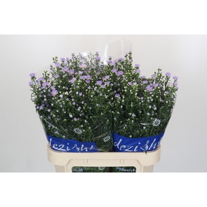 Aster Cassandra