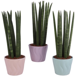 Sansevieria Cylindrica Straight 10 Leaf in Ø14cm Ceramic SE662