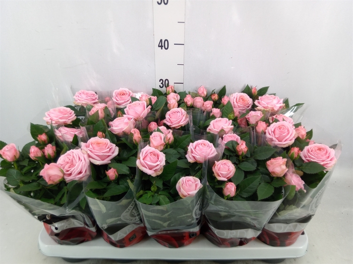 <h4>Rosa  'Adele Kordana Grande'</h4>