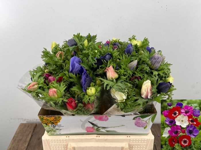 <h4>ANEM CO MAR GEM</h4>