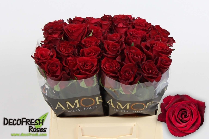 <h4>R Gr Ever Red</h4>