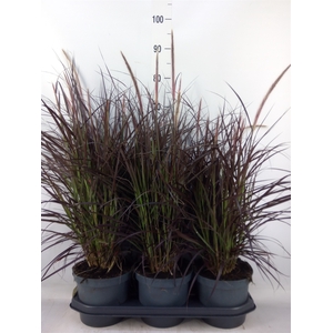Pennisetum advena 'Rubrum'