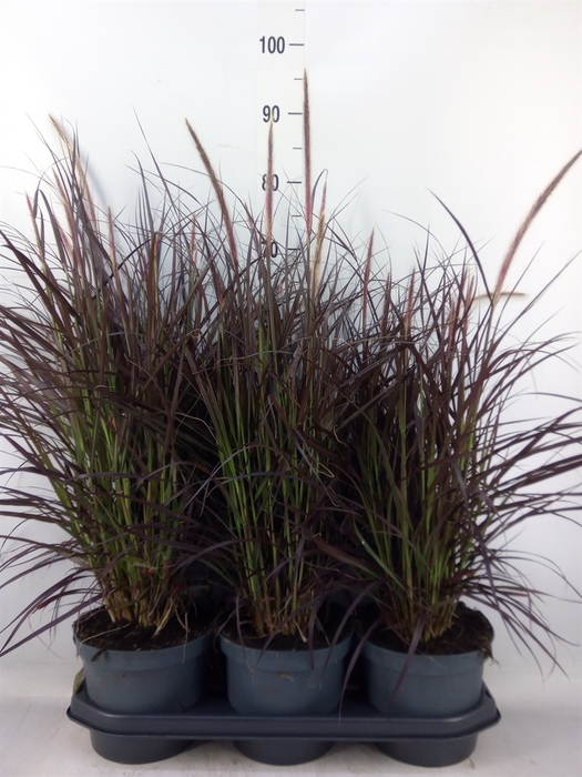 <h4>Pennisetum advena 'Rubrum'</h4>
