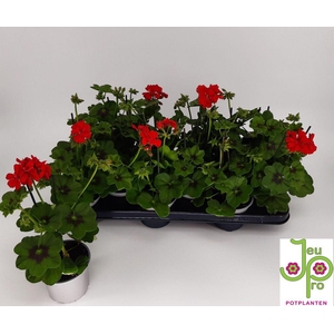 .Pelargonium peltatum grp royal red