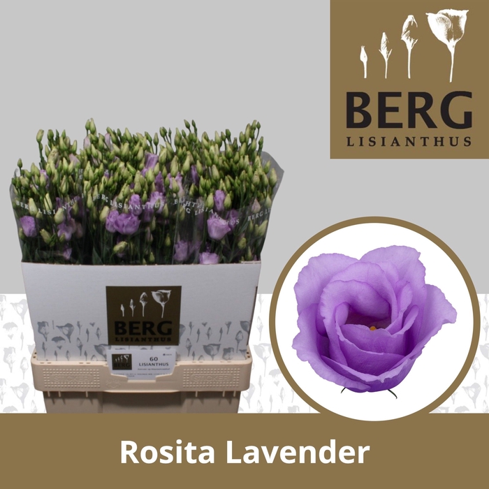 <h4>Lisianthus Rosita Lavendel</h4>
