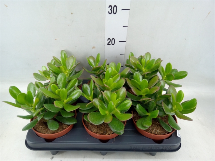 <h4>Crassula  'Magical Tree'</h4>