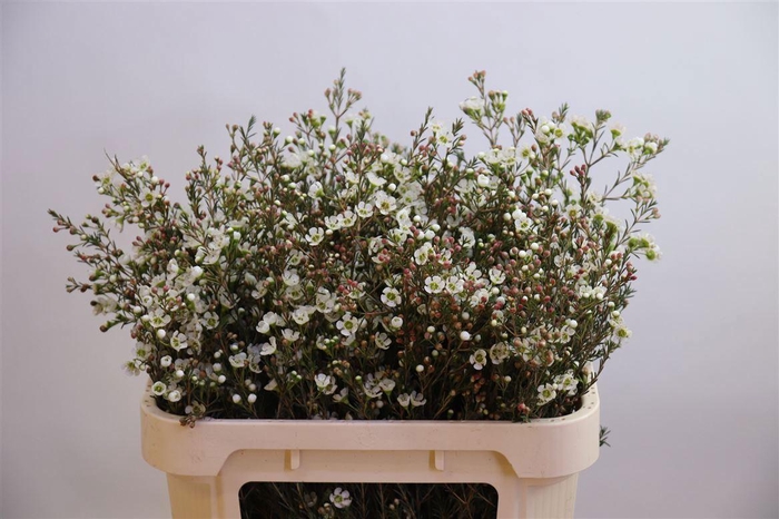 <h4>CHAME ME SIRIUS</h4>