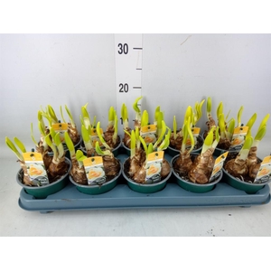 Narcissus DU 'Peach Swirl'