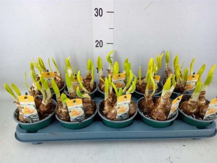 <h4>Narcissus DU 'Peach Swirl'</h4>