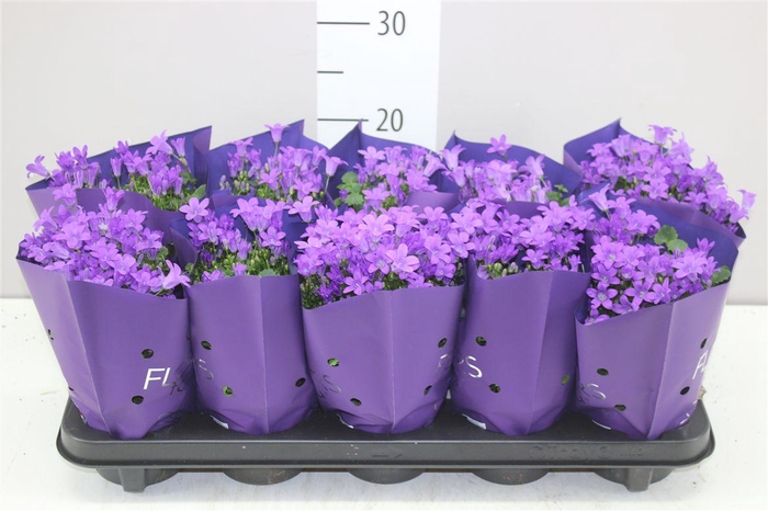 <h4>Campanula Port Ocean Blue In Hoes</h4>