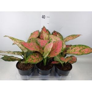 Aglaonema  'Crimson Love'