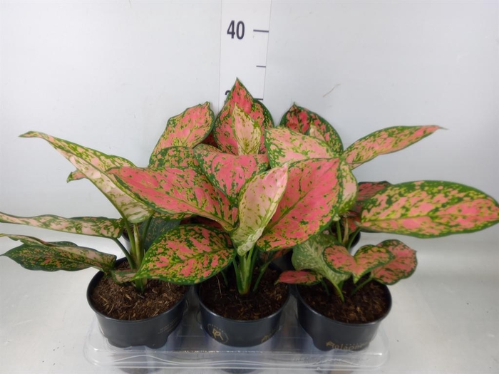 <h4>Aglaonema 'Crimson Love'</h4>